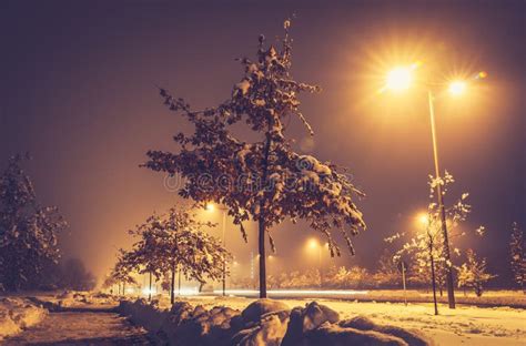Cold Winter Night With Snow On The Tree And Ground With Street Light