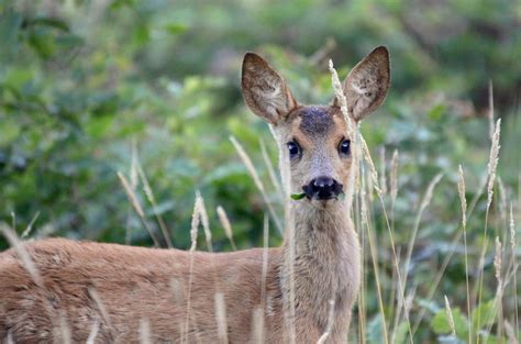 Lactating mothers will consume more. What Do Deer Eat In Spring? | What do deer eat, Deer, Diy ...
