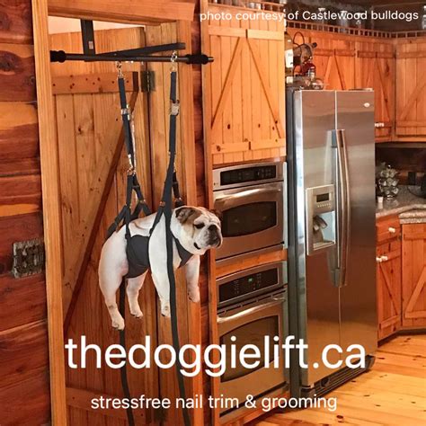 Electric Dog Lift For Car