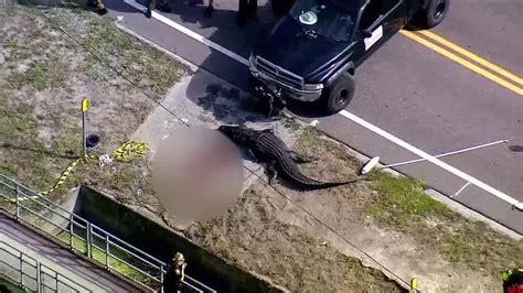 Haunting Photos Of 14ft Alligator Seen Carrying Human Body In Its Mouth