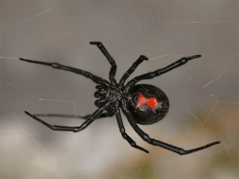 Female Latrodectus Hesperus Western Black Widow In Red Rock Canyon