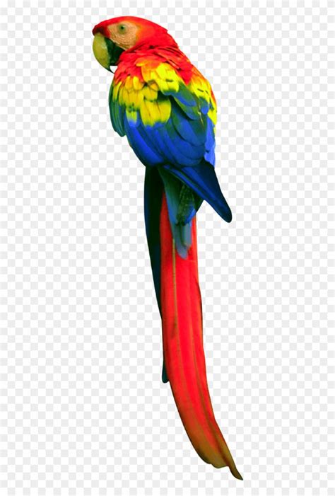 Clipart Parrot 20 Free Cliparts Download Images On Clipground 2024