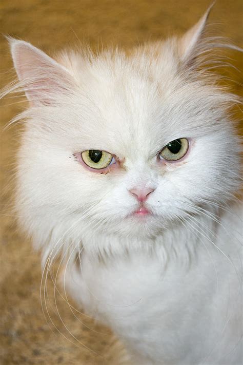 I want to share our experiences and answer some common questions i frequently get about shaving persian cats. The White Persian Cat With Its Hair Cut French Lion Style ...
