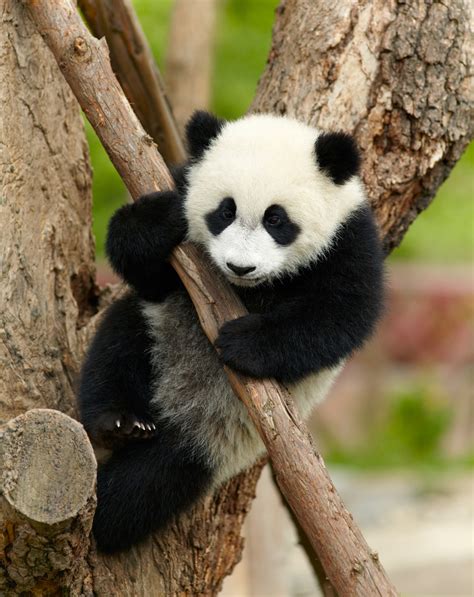 Osos Panda Chistosos Jugando En Un Zoológico Ver Video Entérate Ahora