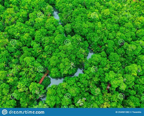 Aerial Views Of Mangrove Forests Are Abundant In Southern Thailand Tha