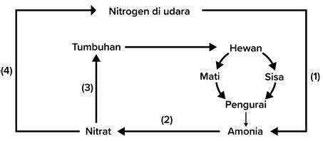 Perhatikan Skema Siklus Nitrogen Berikut Ini