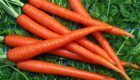 Six Promising Nutritional Benefits Of Carrots Pragativadi