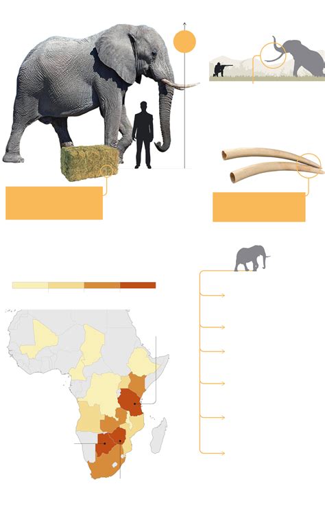 El Primer Gran Censo De Elefantes Estima Que La Especie Puede