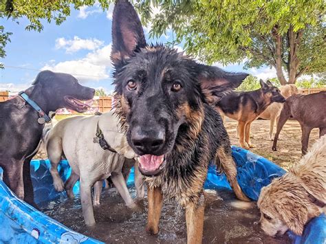 Let us love your pet too! The Hairy Paw Inn - Home | Facebook