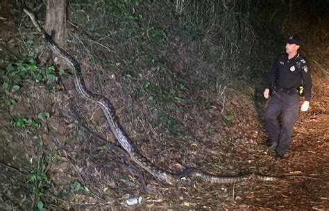 Monster 16 Foot Python Given Marching Orders By Australias
