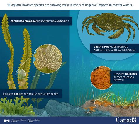 Infographics Canadas Oceans Now Atlantic Ecosystems 2018