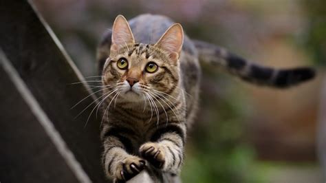 Cat Gymnastics Animals Pinterest