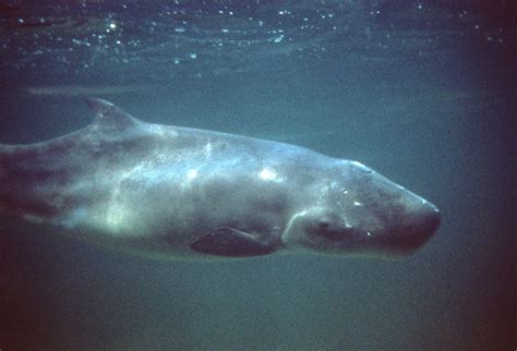 Pygmy Sperm Whale Photos A Complete Guide To Whales Dolphins And