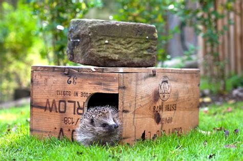 Seven Of The Best Hedgehog Houses In 2022 Trendradars