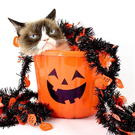 Instagram Photo By Grumpy Cat • Oct 27 2015 At 115am Utc Halloween