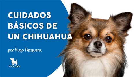 Cuidados Básicos De Un Chihuahua Procan