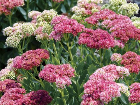 Your garden will be buzzing. Bee-friendly plants for every season | Friends of the Earth