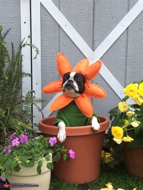 Funny Flowers Dogs Halloween Costume Creative Diy Costumes Photo 25