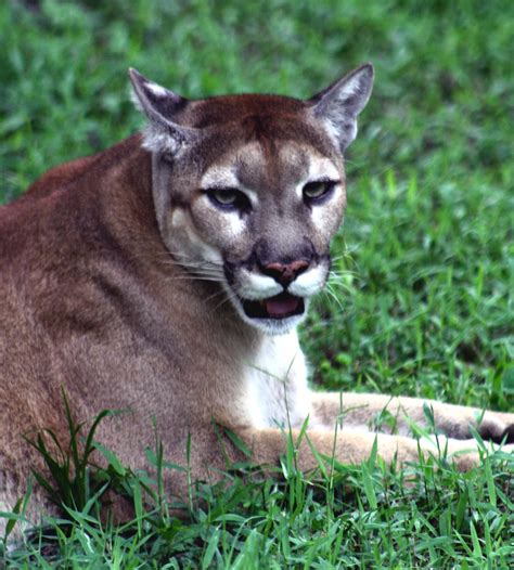 Florida Panther The Florida Panther Is An Endangered Subsp Flickr