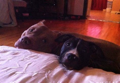 24 Pictures That Prove Pit Bulls Are Nothing But Big Softies