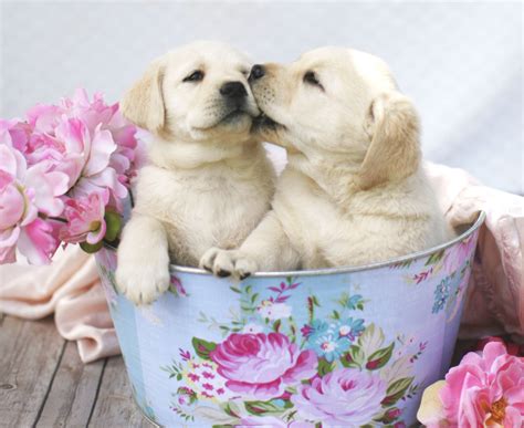 Puppy Kisses Puppy Kisses Labrador Puppies