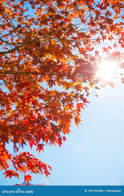 Red Maple Leaves On Tree In Autunm Season Stock Photo Image Of Beauty