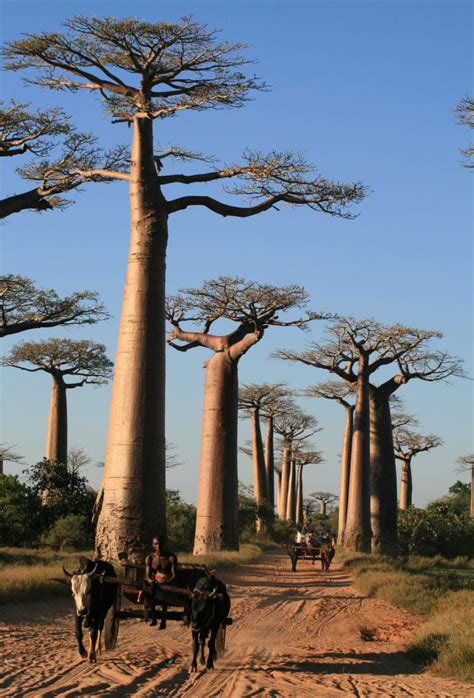 The Baobab A Malagasy Tree Voyage Tourisme Madagascar