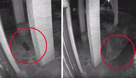 Youtube Viral Cámara De Seguridad Capta A Gato Fantasma Paseando En