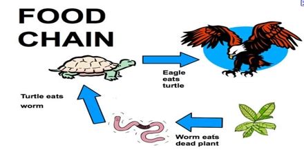 How satisfied are you with the answer? Types of Food Chain in Ecology - QS Study