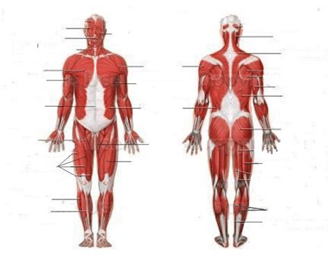 The main function of the muscular system is to provide movement for the body. Muscle Labeling