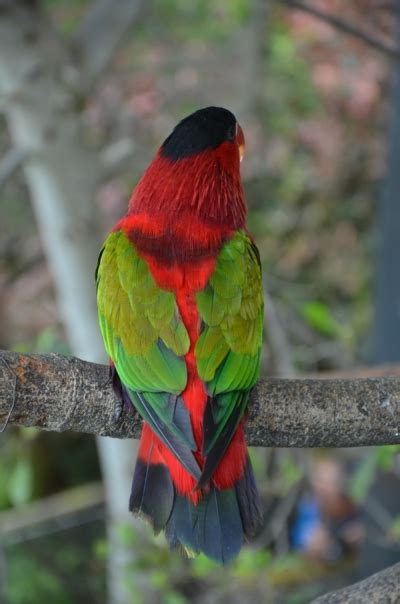 Successful Breeding Of Purple Bellied Lories In Denmark Parrots Daily News