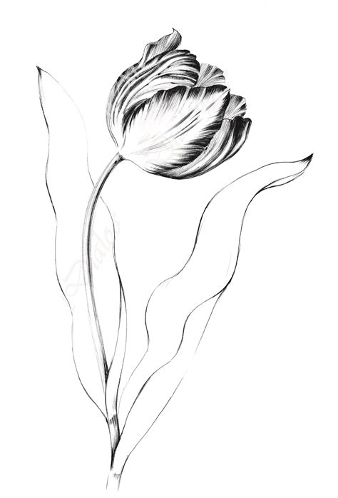 Tulip Drawing Printable Art Spring Flower Line Drawing Floral Large Sketch A Botanical