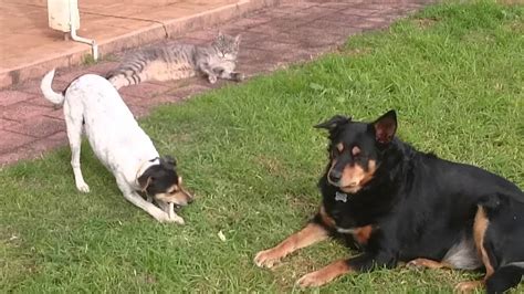 Cats And Dogs Playing Togethercute Dog Steals Other Dogs Treat Youtube