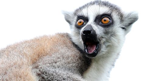 Pets at dallas animal services. 'Free Exotic Animals': Dozens Of Animals Stolen From ...