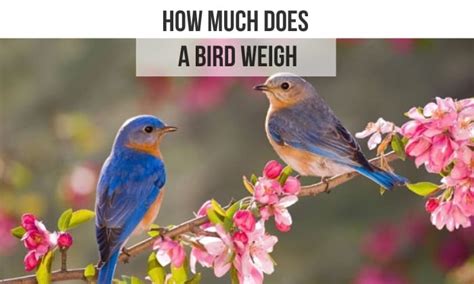 How Much Does A Bird Weigh Average Bird Weight Facts