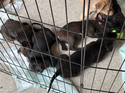 Abandoned Puppies Rescued From Side Of Road In New Carlisle