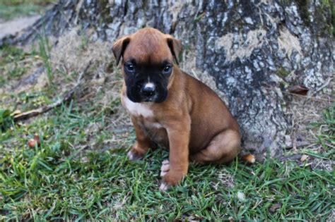 Find boxer puppies for sale with pictures from reputable boxer breeders. Boxer puppy dog for sale in Abbeville, South Carolina