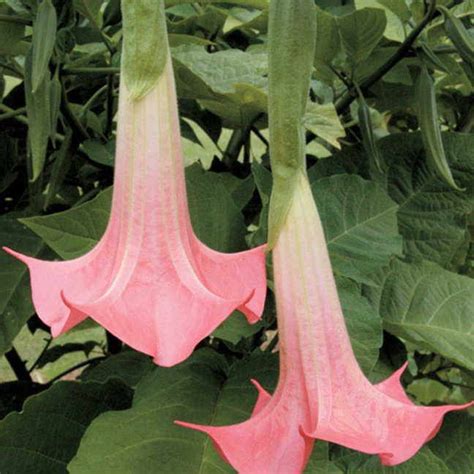 Cherub Angels Trumpet With Recommendations