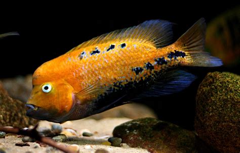 Vieja Melanurus Lago Peten Aquarium Fish Cichlids Fish Pet