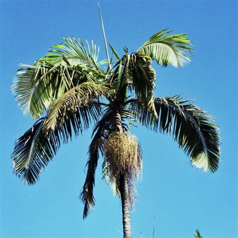 Although most plantings of this palm look terrible, a well grown, sturdy bangalow palm can be quite attractive. Seeds of Bangalow Palm - ARCHONTOPHOENIX CUNNINGHAMIANA ...