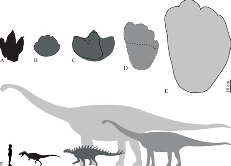 Schematic Representation Of The Different Dinosaur Tracks Known From