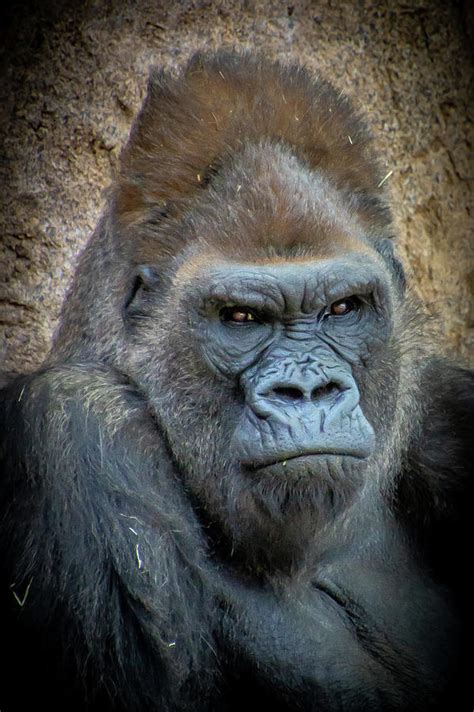 Silverback Gorilla Winston Photograph By Donald Pash