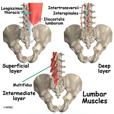 To build the back optimally, you should know the major muscles, their actions, and which exercises build muscles best. Low Back Pain | eOrthopod.com
