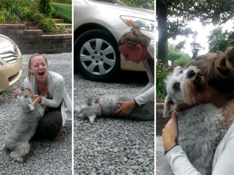 Dog Faints From Overwhelming Joy Upon Reuniting With Owner After Two