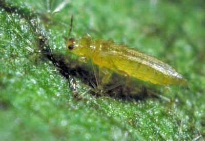Post inspection, a comprehensive timber pest detection report will be issued. Thrips - Barmac Pty Ltd