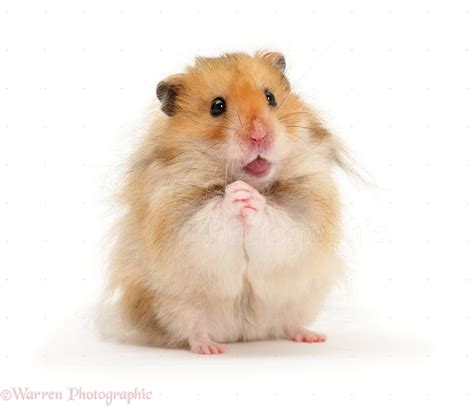 Cute Pets Image Of Long Haired Syrian Hamster Wp17232