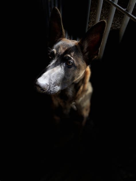 They are not child friendly dogs and are very aggressive. Belgian Malinois | Residential Training | Tessleymoor