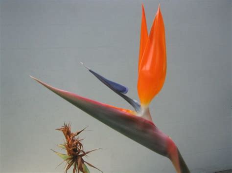 Certain dietary requirements can be accommodated with prior arrangement and bbq facilities are available on site. BIrd of Paradise | Anna Maria Island Living