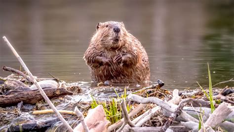 Why Do Beavers Build Dams Bbc Science Focus Magazine