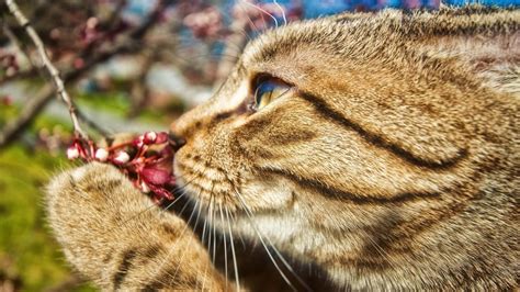 Cool Cat Smelling Flower Wallpaper Fofura Animais Adoráveis Gatos